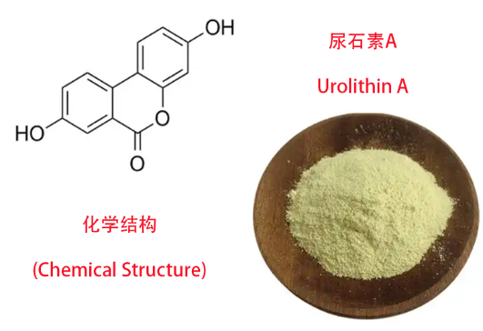 image The amazing polyphenol metabolite - Urolithin A